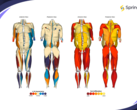 Springbok Analytics fournit une analyse musculaire en 3D alimentée par l'IA. (Source : Springbok Analytics)
