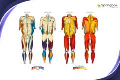 Springbok Analytics fournit une analyse musculaire en 3D alimentée par l'IA. (Source : Springbok Analytics)