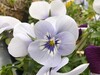 Macro