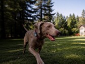 Mova a lancé son premier traceur GPS pour animaux de compagnie : le SureTrack Pro.