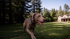 Mova a lancé son premier traceur GPS pour animaux de compagnie : le SureTrack Pro.