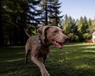 Mova a lancé son premier traceur GPS pour animaux de compagnie : le SureTrack Pro.