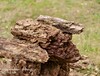 200 mm