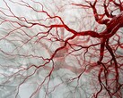 La nouvelle technologie basée sur le PAT peut être utilisée pour capturer des images rapides et non floues des vaisseaux sanguins afin d'établir un diagnostic rapide. (Source de l'image : Neuroscience News)