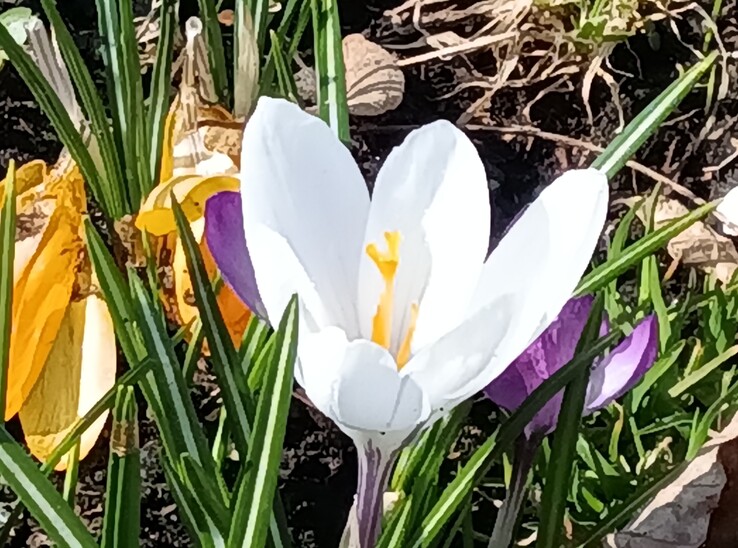 Lenovo Tab K11 Gen 2 : Appareil photo principal avec zoom 8x