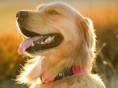 Le collier de fitness Fi Series 3+ permet aux propriétaires de chiens de suivre l'emplacement et la santé de leur animal. (Source de l'image : Fi)