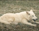 Le 1er octobre 2024, les premiers loups sauvages depuis plus de 10 000 ans ont vu le jour au Texas. (Source de l'image : YouTube / Colossal Biosciences)