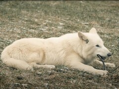 Le 1er octobre 2024, les premiers loups sauvages depuis plus de 10 000 ans ont vu le jour au Texas. (Source de l&#039;image : YouTube / Colossal Biosciences)