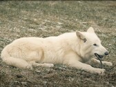 Le 1er octobre 2024, les premiers loups sauvages depuis plus de 10 000 ans ont vu le jour au Texas. (Source de l'image : YouTube / Colossal Biosciences)