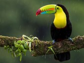 Un toucan perché sur une branche
