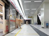 Un chat descendant du train (Source de l'image : Xing's World via YouTube ; capture d'écran)