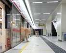 Un chat descendant du train (Source de l'image : Xing's World via YouTube ; capture d'écran)