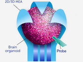 Les organoïdes contiennent des grappes de cellules cérébrales qui peuvent développer des voies plus rapides que n'importe quel circuit numérique. (Source de l'image : Frontiers of Science)