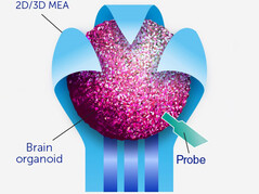 Les organoïdes contiennent des grappes de cellules cérébrales qui peuvent développer des voies plus rapides que n'importe quel circuit numérique. (Source de l'image : Frontiers of Science)