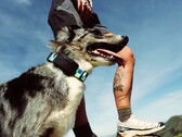 Fi Ultra se fixe au collier du chien.