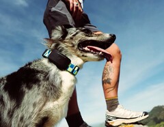 Fi Ultra se fixe au collier du chien.