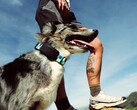 Fi Ultra se fixe au collier du chien.