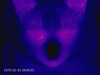 Yeux de chat