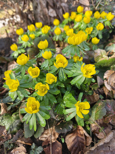 Appareil photo principal