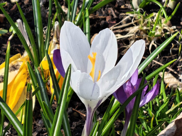 Motorola Edge 70 Fusion : Appareil photo principal avec zoom 8x