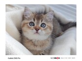 Un échantillon de l'appareil photo du Z50 Pro. (Source : Nubia)