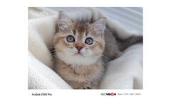 Un échantillon de l'appareil photo du Z50 Pro. (Source : Nubia)