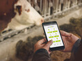 Les capteurs IoT, développés par smaXtec surveillent le bien-être interne des animaux de ferme. (Image : smaXtec)