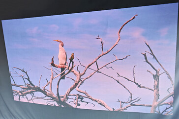 Écran de projection extérieur (lumière du jour) (Source d'image : Daniel Schmidt)