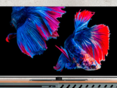 Le téléviseur intelligent MEDION LIFE OLED prend en charge Dolby Vision et Dolby Atmos. (Image source : MEDION)