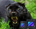 Panther Lake pourrait être lancé en 2025 avec des iGPU Xe3 rapides. (Source de l'image : iStock + Intel)