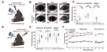 L'essai de l'implant rétinien en tellure montre que les pupilles des souris aveugles réagissent à nouveau à l'exposition à la lumière visible et infrarouge. (Source de l'image : Science. DOI : 10.1126/science.adu2987)
