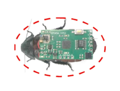 Les insectes cyborg de cette étude sont les blattes sifflantes de Madagascar. En voici une représentation avec un sac à dos de stimulation sans fil sur le dos. (Source de l'image : Beijing Institute of Technology Press)