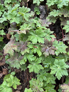 Une image de la caméra principale