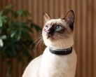Cat 6 Mini enregistre les activités des chats.