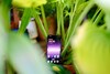 OnePlus Nord 5 avis