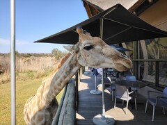 Parc Lion et Safari : Une girafe a décidé de se joindre à nous pour le déjeuner (Source de l'image : Darryl Linington - Notebookcheck)