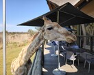 Parc Lion et Safari : Une girafe a décidé de se joindre à nous pour le déjeuner (Source de l'image : Darryl Linington - Notebookcheck)