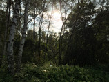 Cliché en forêt avec HDR