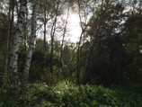 Cliché en forêt sans HDR