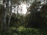 Cliché en forêt sans HDR