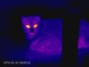 Détails sur le chat