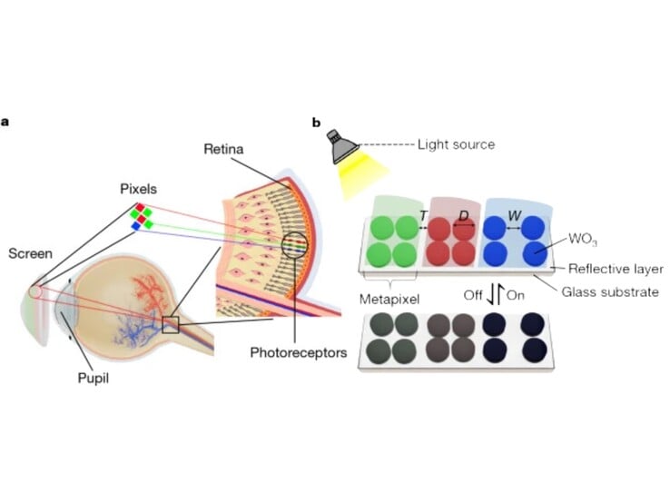 (Source de l'image : Nature)