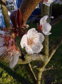 Photo avec l'appareil macro