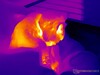 Mon chat sur une chaise