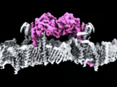 Les protéines PINK1, attachées à la membrane d'une mitochondrie. (Source de l'image : WEHI)