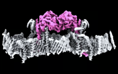 Les protéines PINK1, attachées à la membrane d'une mitochondrie. (Source de l'image : WEHI)