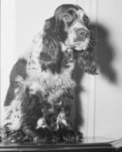 Animaux de compagnie