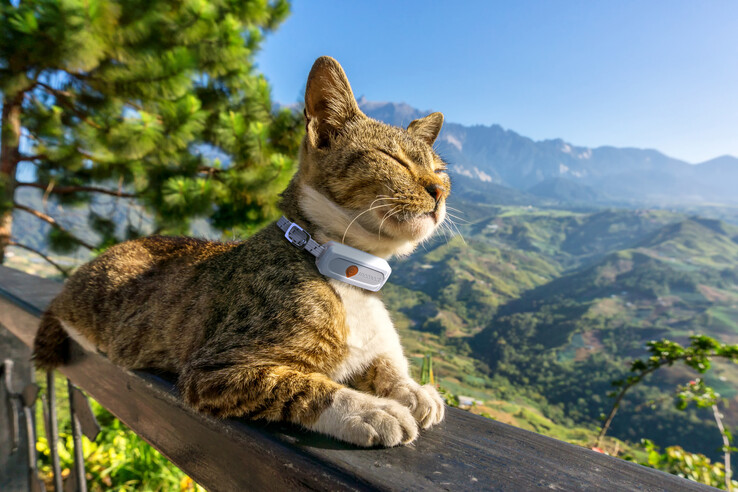 Le traceur GPS Weenect XS peut être utilisé pour suivre les chats et les chiens (source : Weenect)