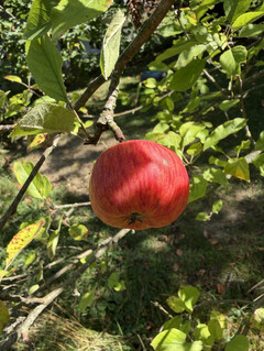 Photo prise avec l'appareil photo principal