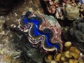 L'ouverture irisée inspire la recherche sur les matériaux. (Source de l'image : youtube/Yale University)